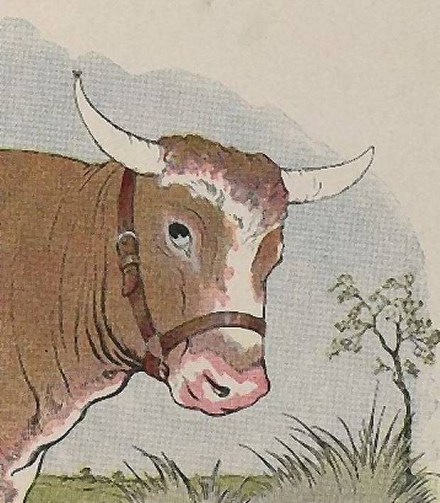 Aesop's Fables - The Gnat And The Bull By Milo Winter
