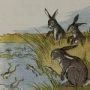 Thumbnail For The Hares And The Frogs An Aesop Fable