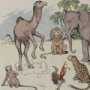 Thumbnail For The Monkey And The Camel An Aesop Fable
