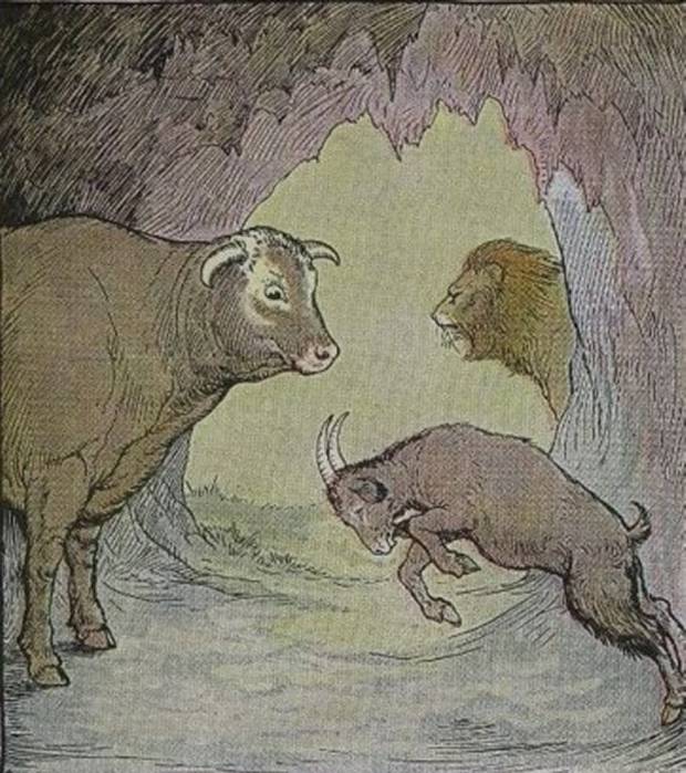 Aesop's Fables - The Bull And The Goat By Milo Winter
