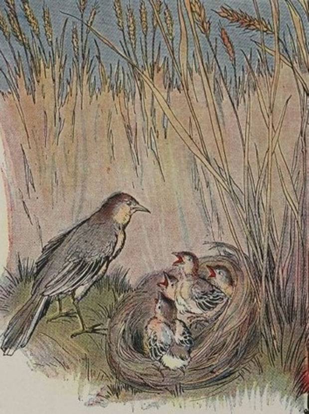 Aesop's Fables - The Lark And Her Young Ones By Milo Winter