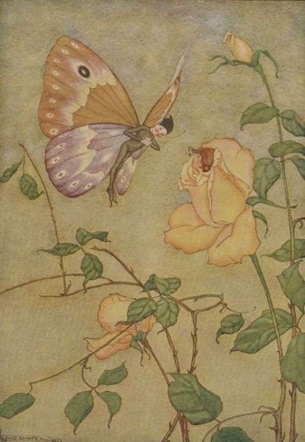 Aesop's Fables - The Rose And The Butterfly By Milo Winter