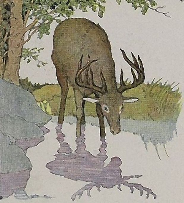 Aesop's Fables - The Stag And His Reflection By Milo Winter