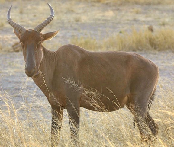 Image of Damaliscus lunatus