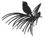 Illustration For The Raven Of The Giralda - A Spanish Folk Tale