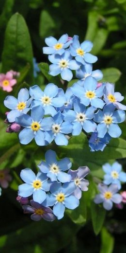 The Forget-Me-Not - A German Legend