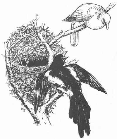 English Fairy Tale - Illustration For The Magpie's Nest