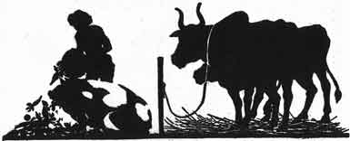 Illustration For The Ox Who Envied The Pig - A Jataka Tale