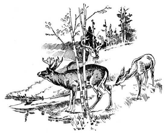 Legend Of The Iroquois - Decoration For The Greedy Fawn And The Porridge