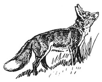Legend Of The Iroquois - How The Coon Outwitted The Fox