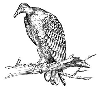 Legend Of The Iroquois - How The Turkey Buzzard Got His Suit