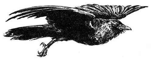 Legend Of The Iroquois - Why Crows Are Poor